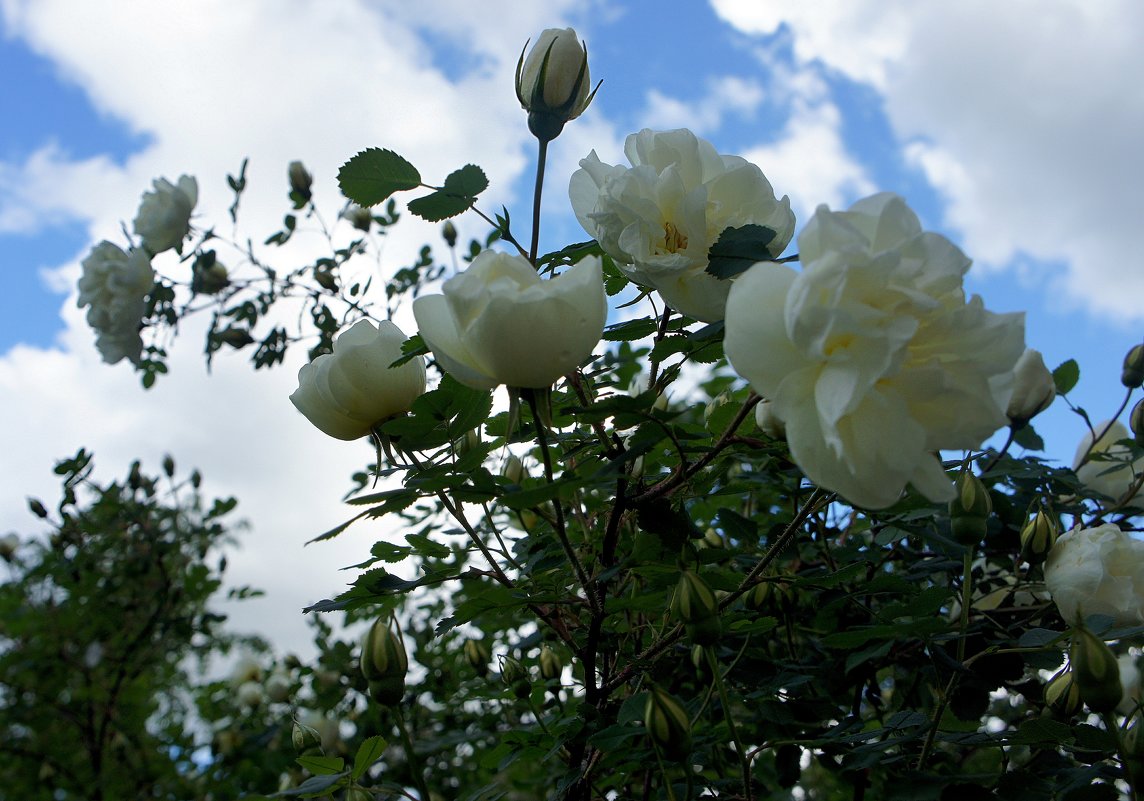 "Белый шиповник, дикий шиповник – краше садовых роз» - Елена Павлова (Смолова)