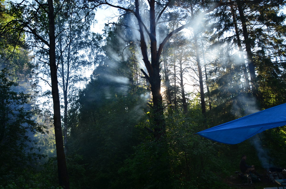 Вечернее солнце в лесу - Михаил Новожилов