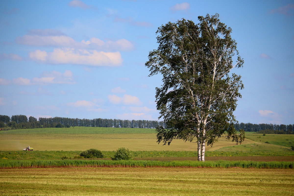 Береза в поле картинки