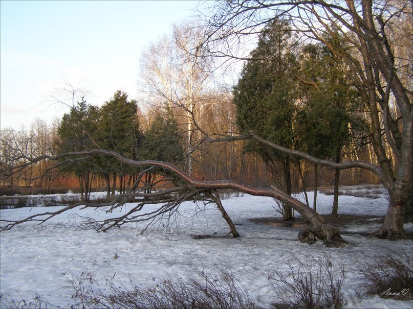 апрель 2011 граб - Анна Воробьева