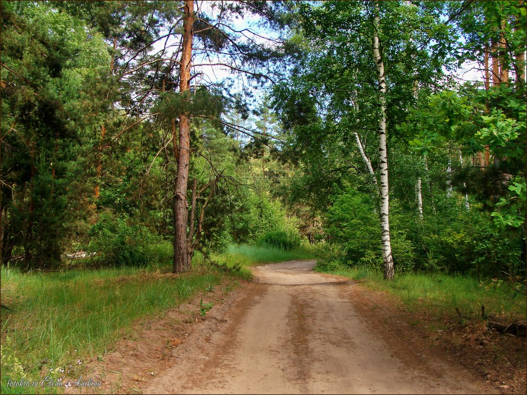 Широкая дорожка в лесу - °•●Елена●•° ♀