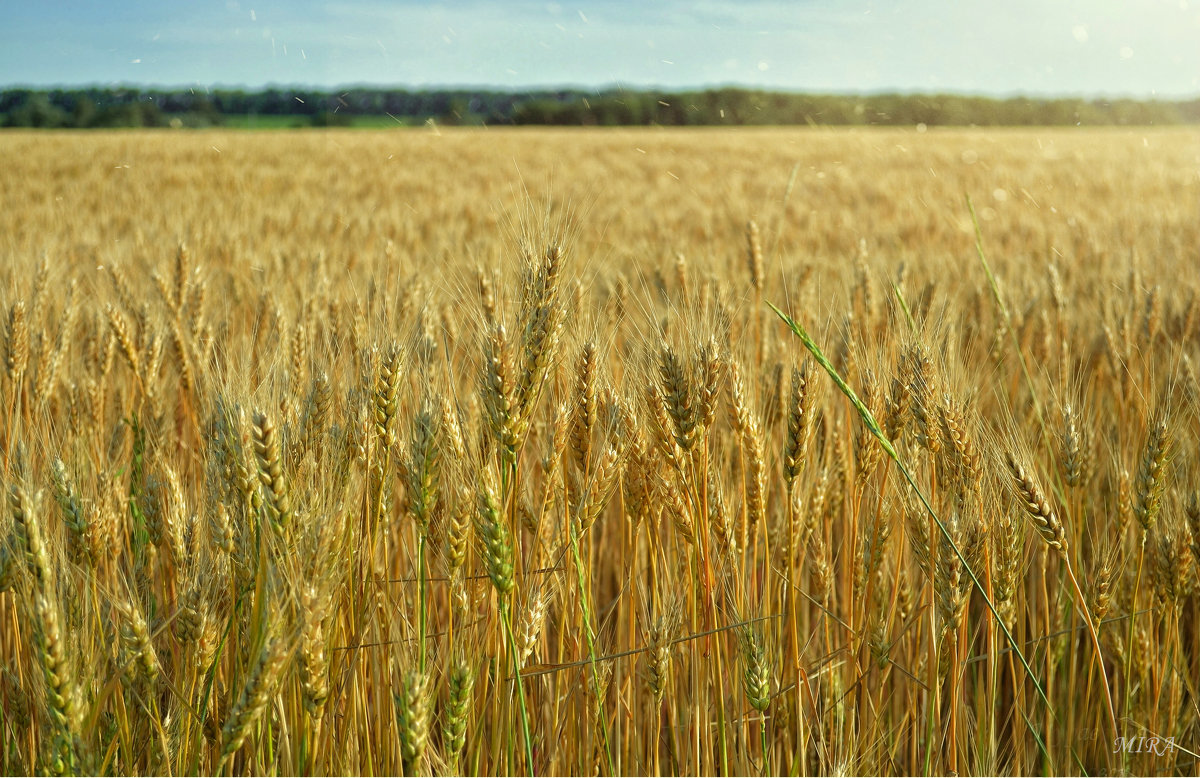 Золотая пшеница колышется в чистом поле, где воздух так пьян... - *MIRA* **