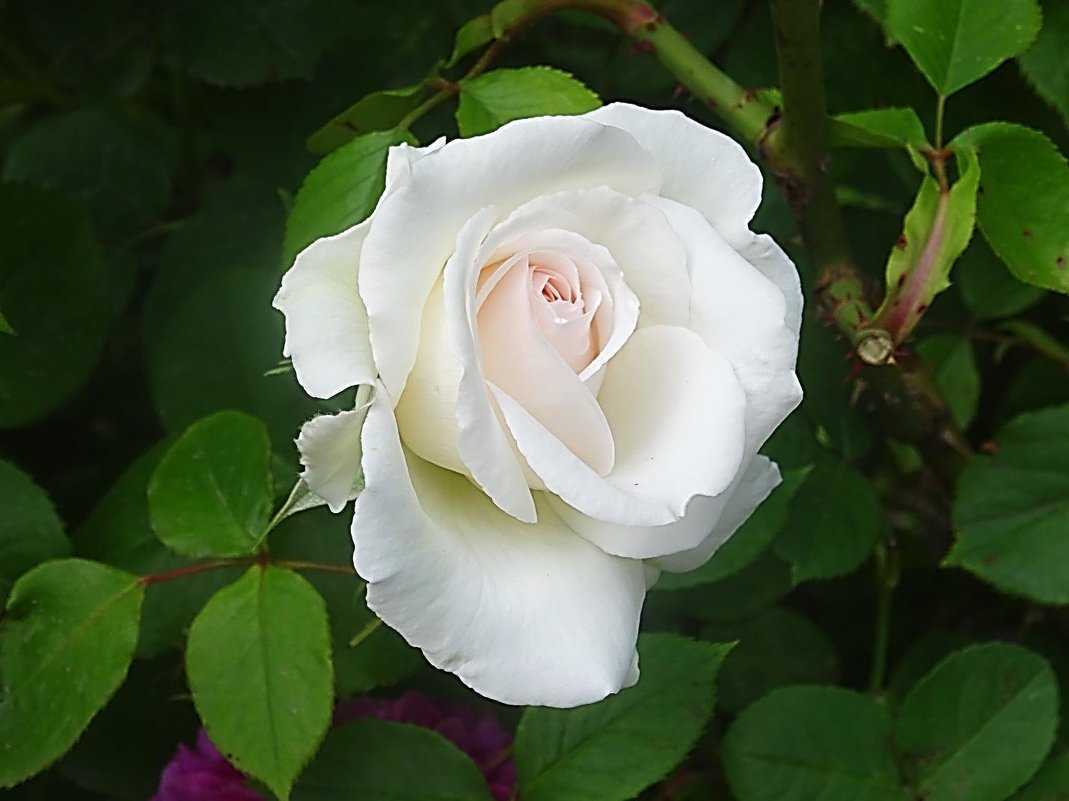 Белая роза - чистый, небесный цветок - Маргарита Батырева