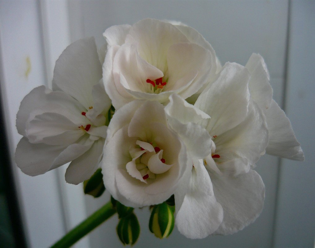 Цветы пеларгонии - Вера Щукина