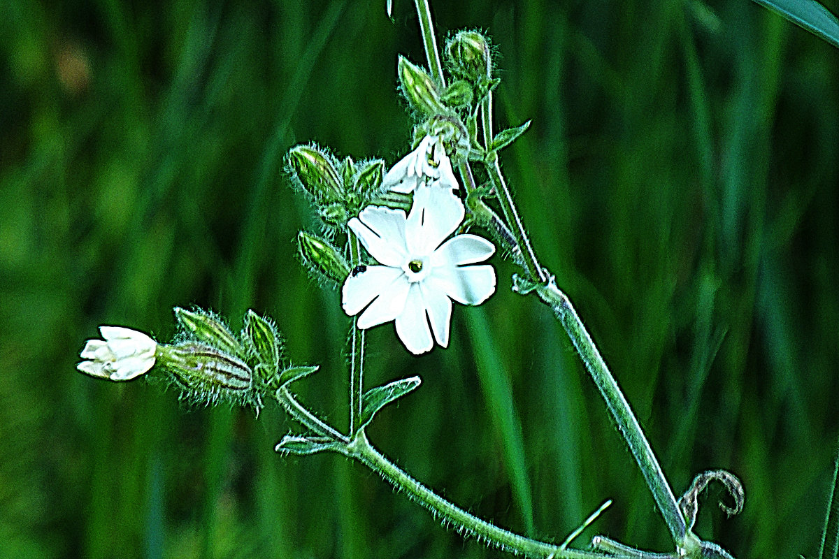 цветок полевой - prokyl 