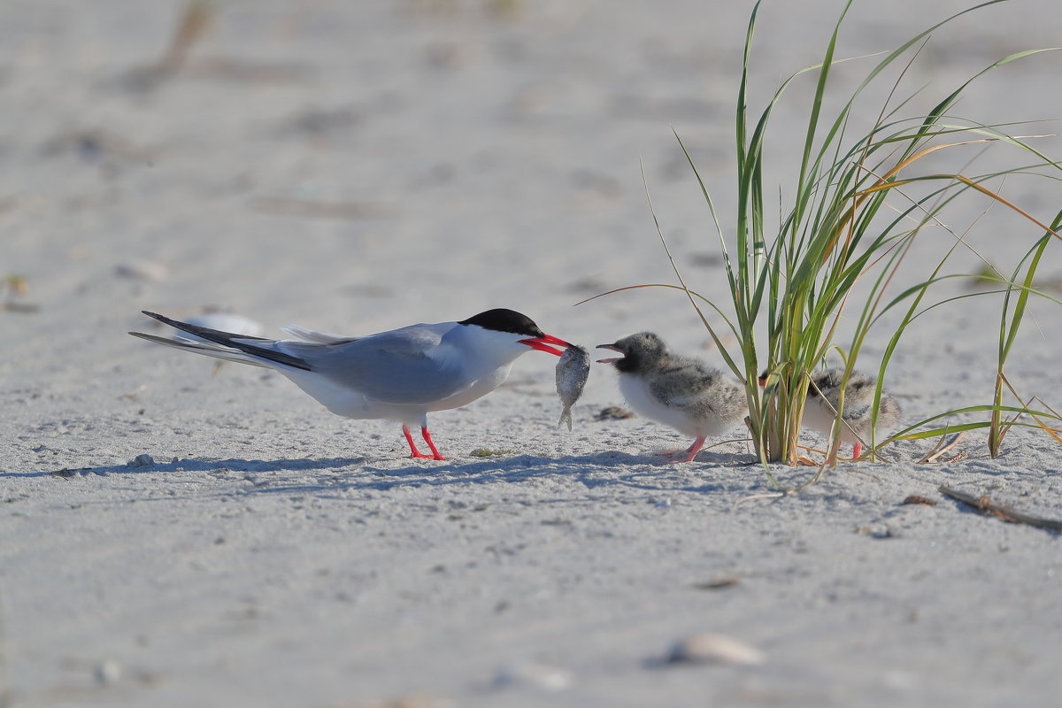 Terns - Naum 