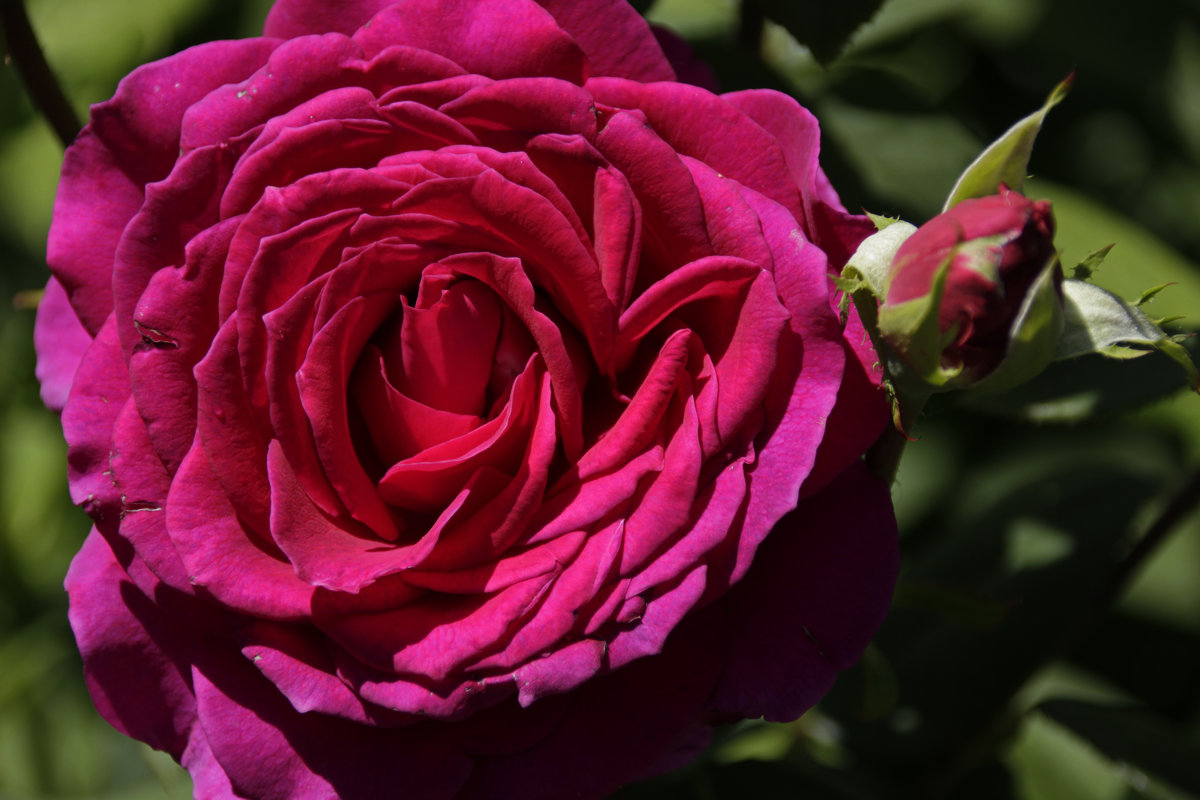 розовая роза - оксана 