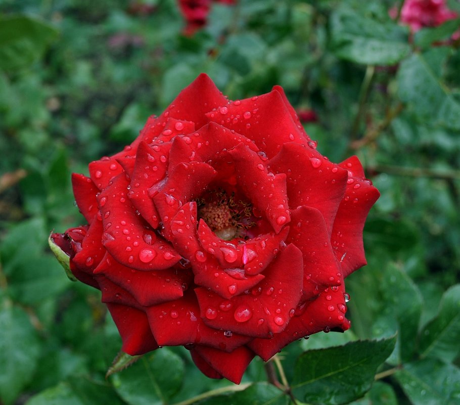 Розы после дождя Фото №1 - Владимир Бровко