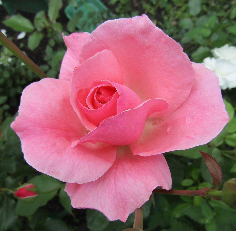 "За красоту мы любим розы, их дивный запах, аромат..." - Galaelina ***