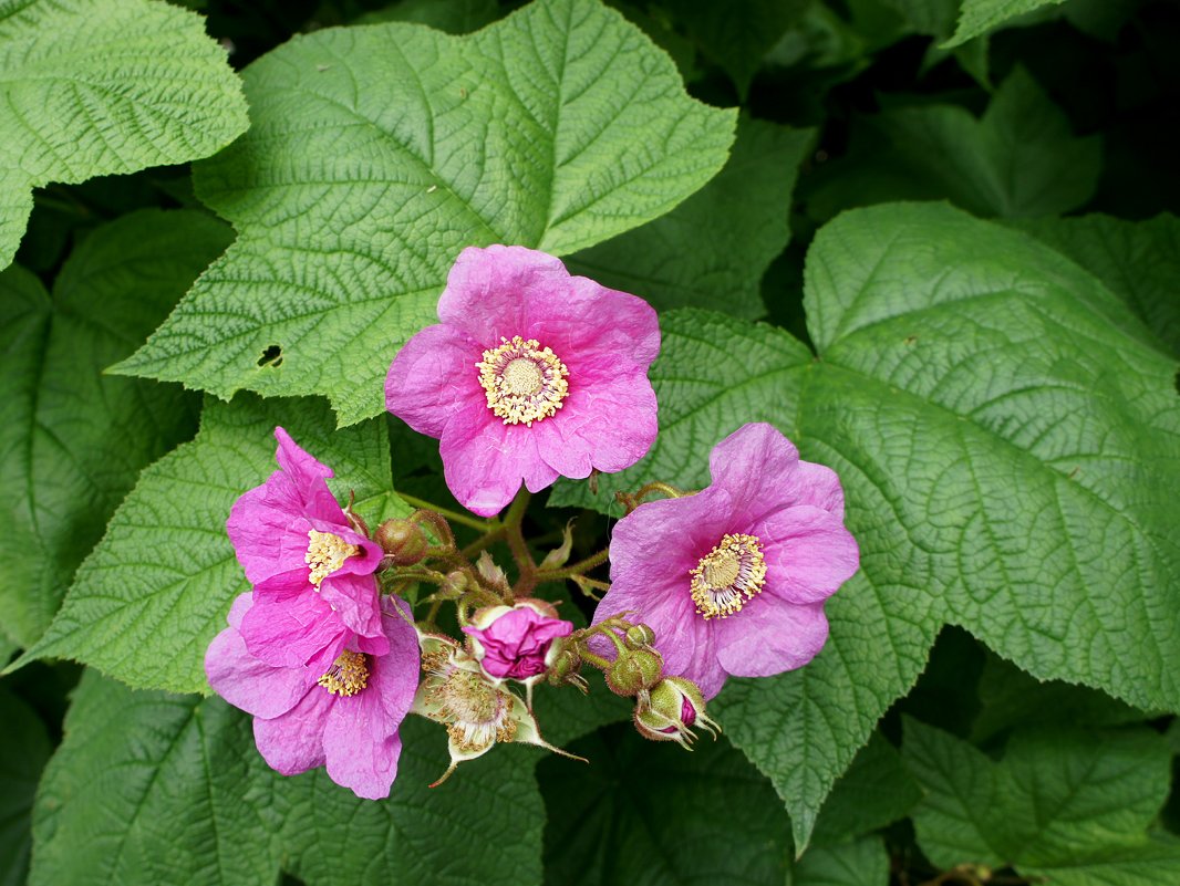 Малина душистая (Rubus odoratus) - Елена Павлова (Смолова)