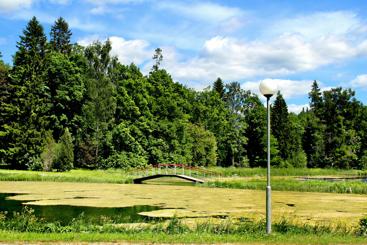 Парковый пруд - Marina Pavlova