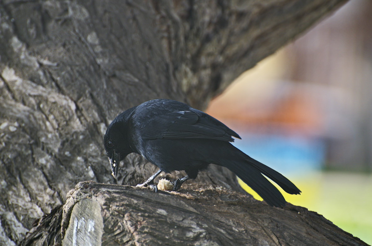 обед. Scrub Blackbird (Dives warczewiczi) Черный дрозд - Svetlana Galvez