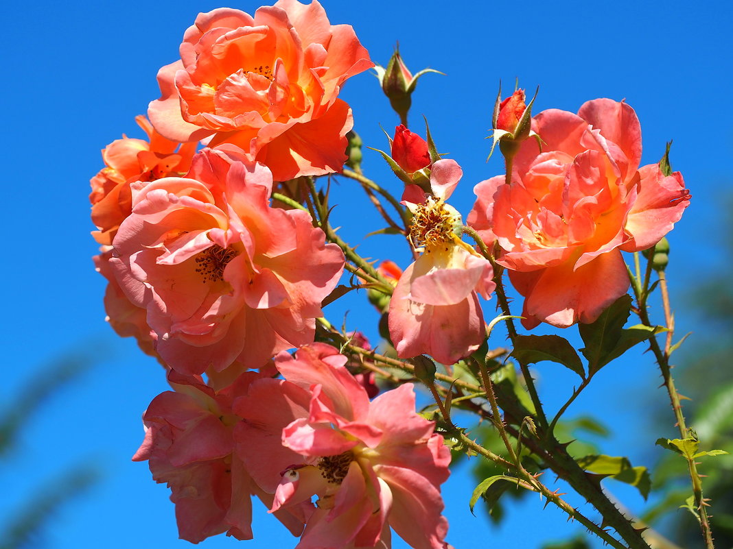 Rosa floribunda "Westerland" - wea *