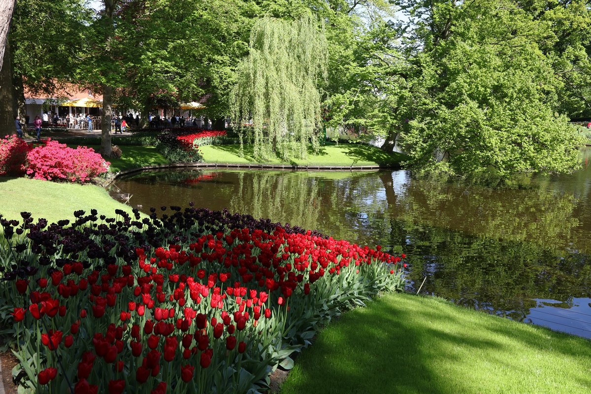 Парк цветов Кёкенкоф, Нидерланды - Владимир Леликов