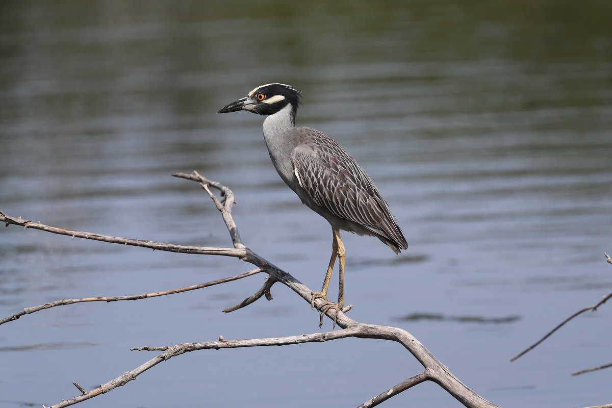 Night Heron - Naum 