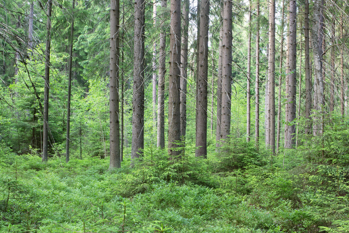 Июльский лес - Aнна Зарубина
