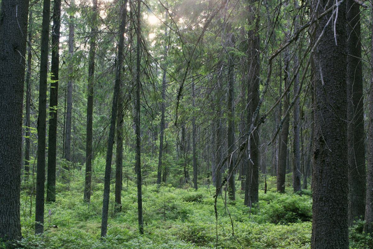 В лесной чаще - Aнна Зарубина