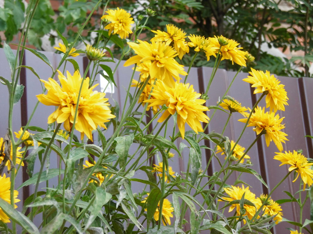 Летние цветы - татьяна 