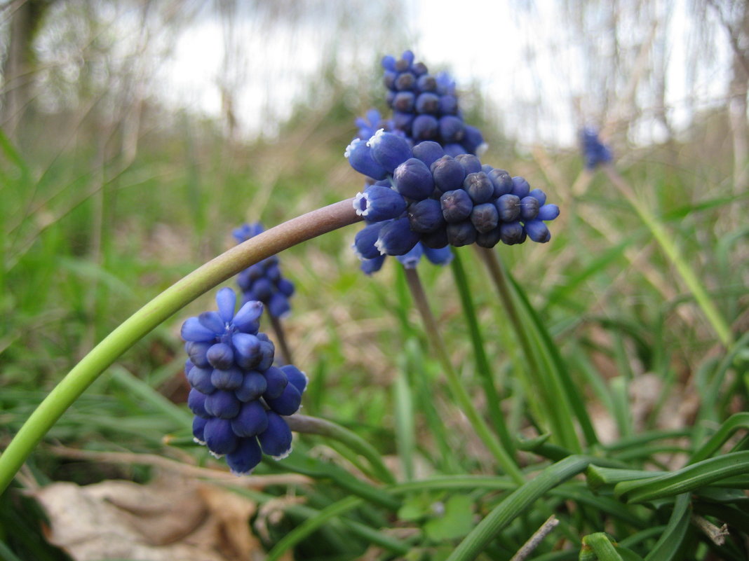 Весна в синем - spm62 Baiakhcheva Svetlana