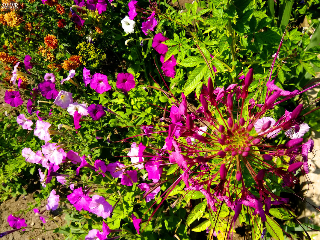 Цветы петуния и клеома - Наталья (ShadeNataly) Мельник