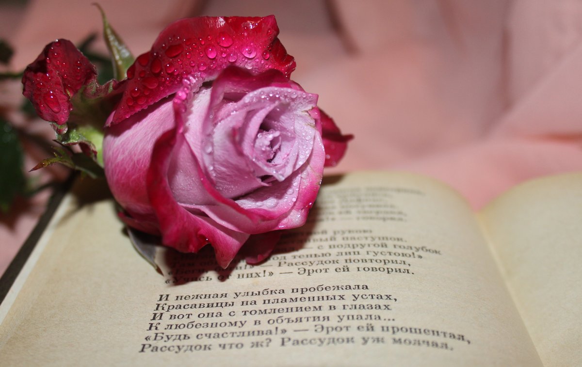 Роза и стихи - Таня Фиалка