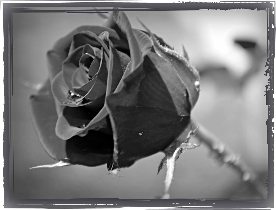Черная роза в рамке - Валентина Данилова