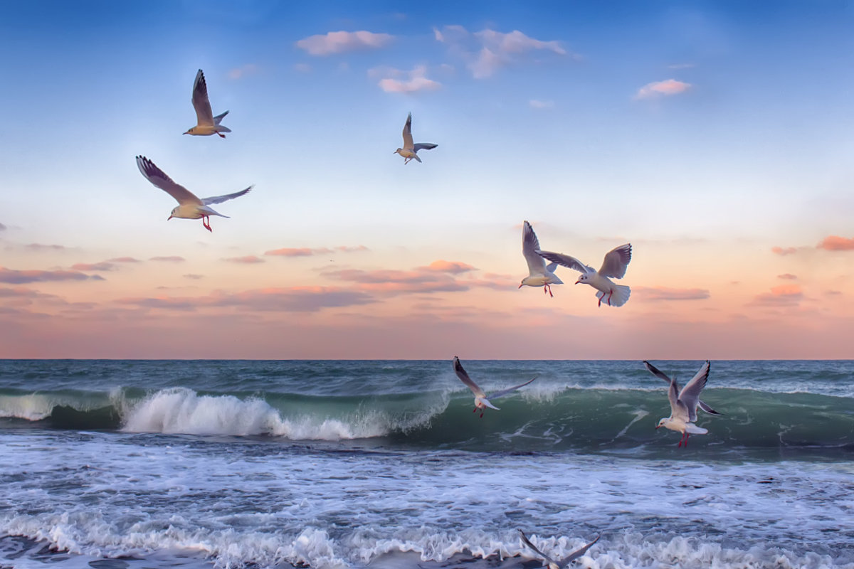 Чайки и море - Виктор Мороз