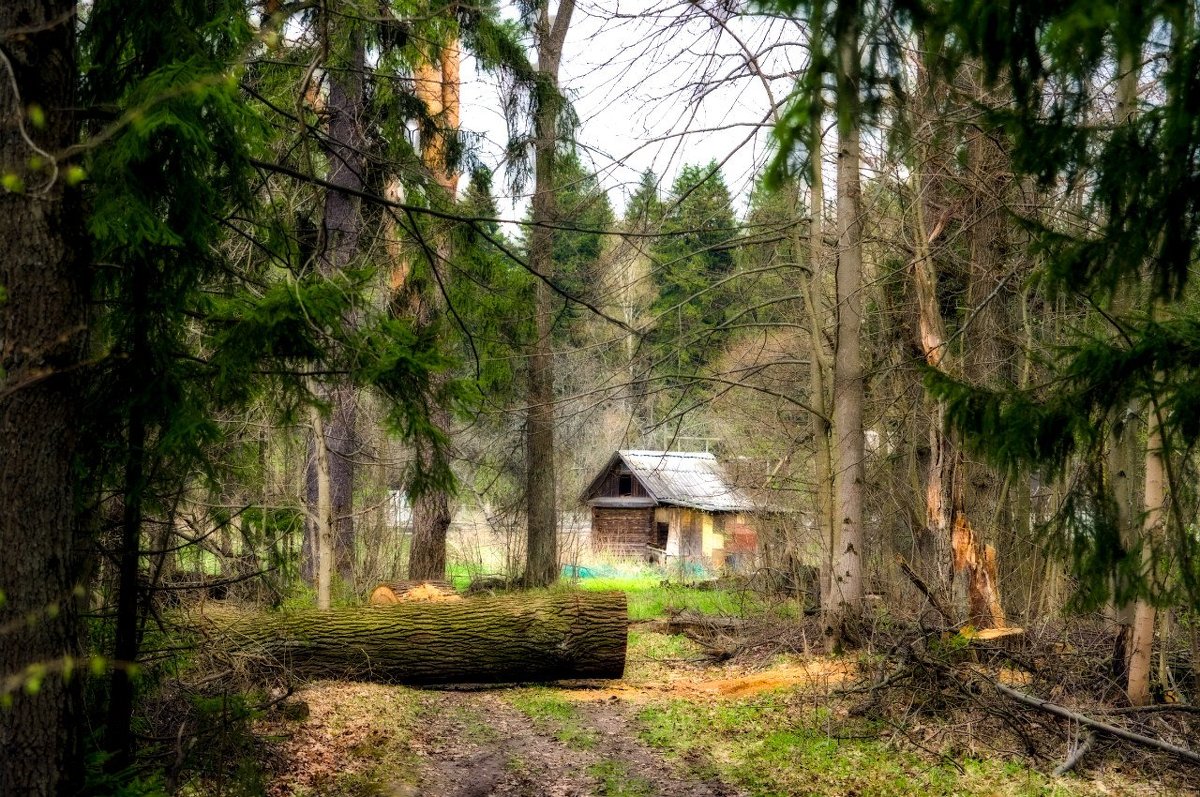 Домик в лесу - Максим Рябинин
