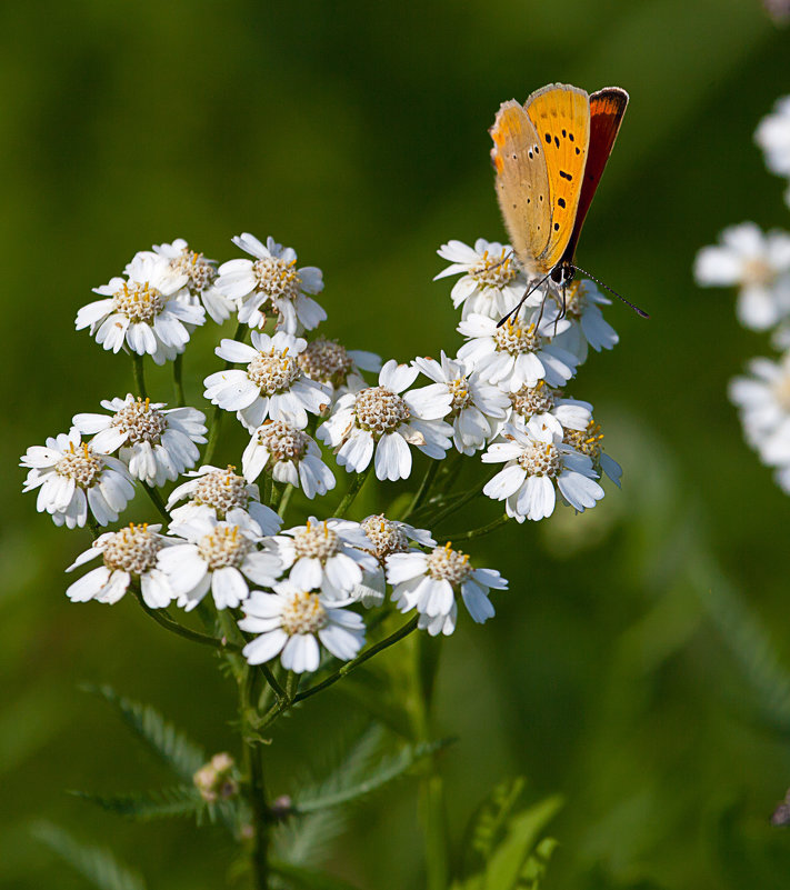 Бабочка на цветке - Анатолий Иргл