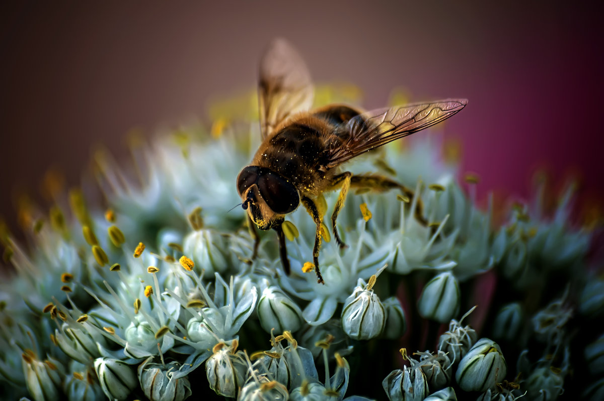 Рабочая пчела - Валерьян Бек (Хуснутдинов)