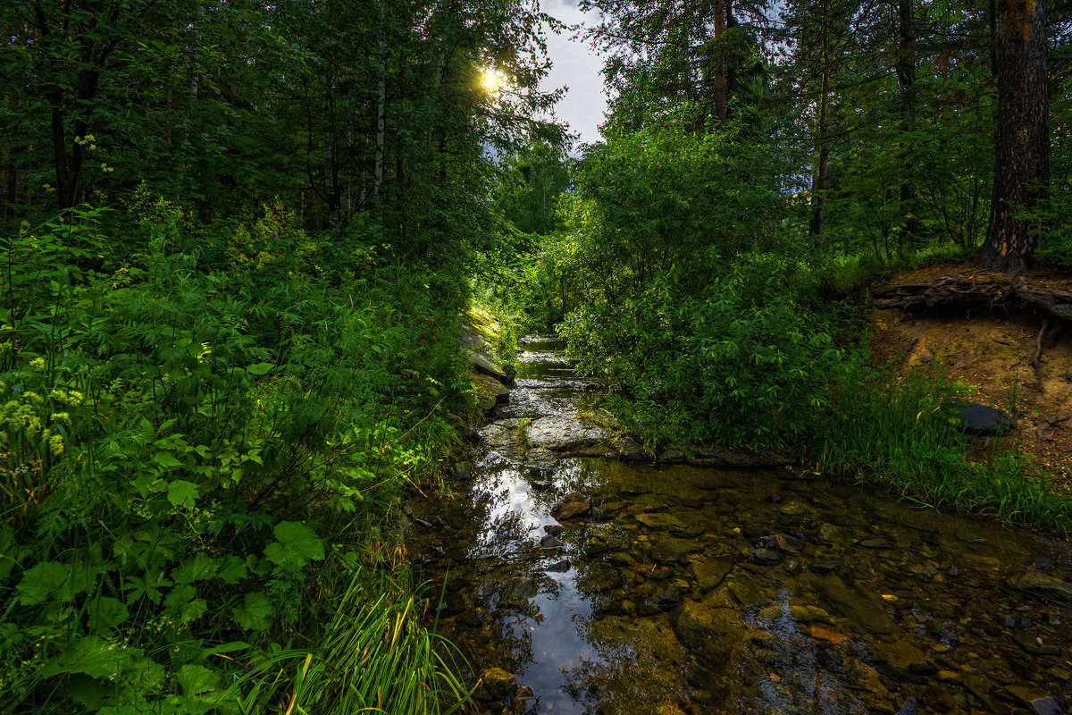 Картинка лесная речка