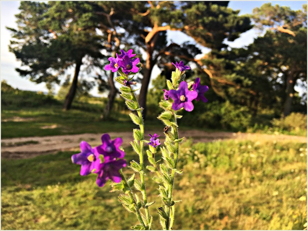 *** - Валерия Комова