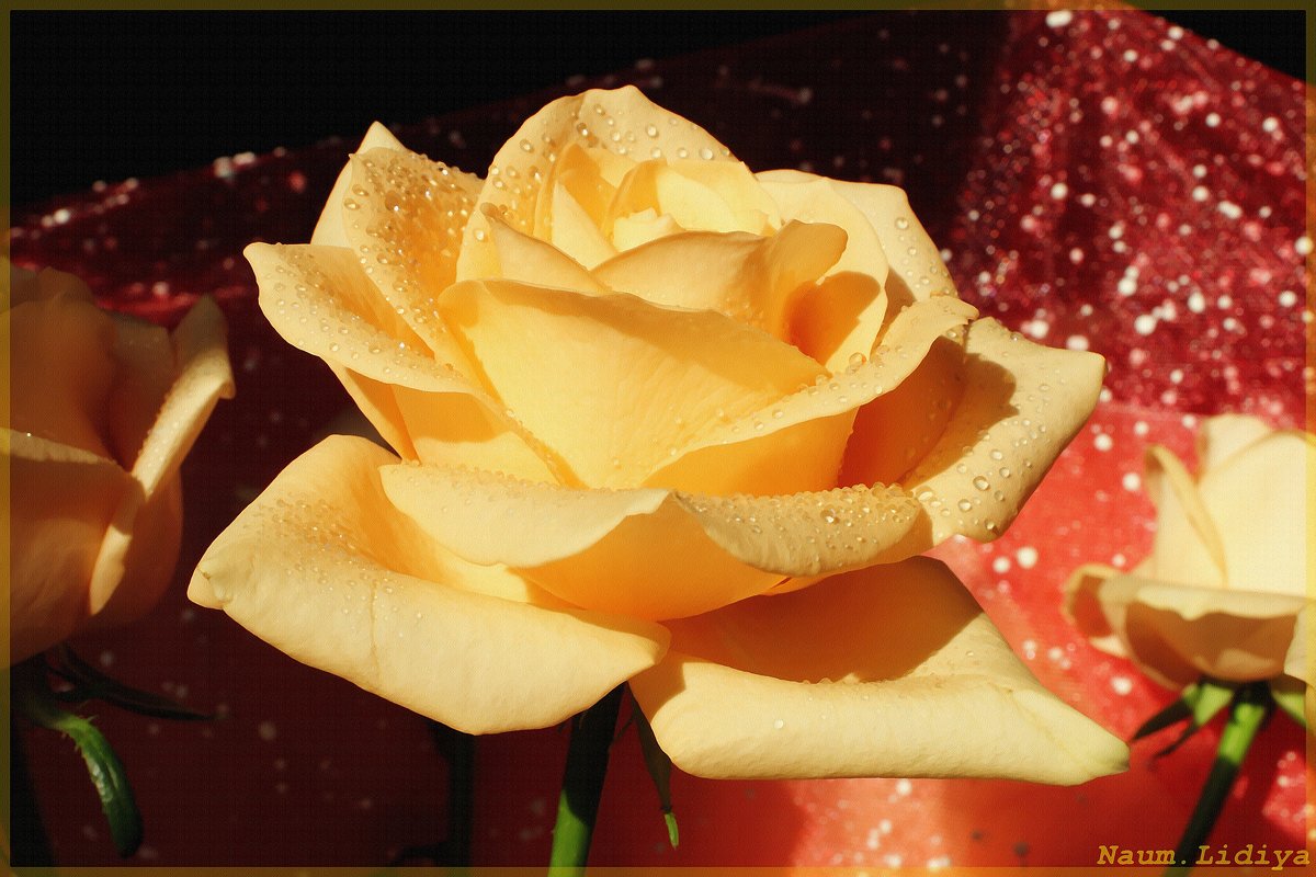 Акварельная роза - Лидия (naum.lidiya)