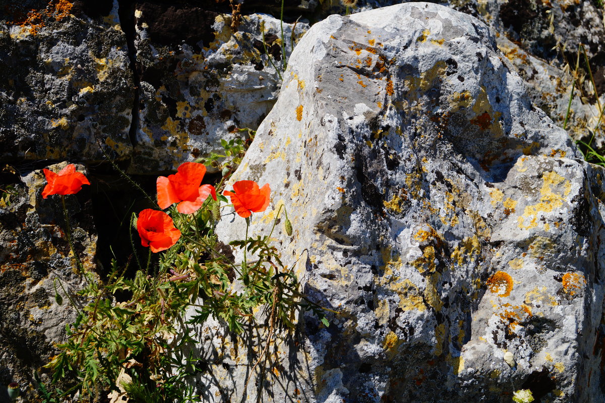 Крепость Розафа: цветы и камни - Gal` ka
