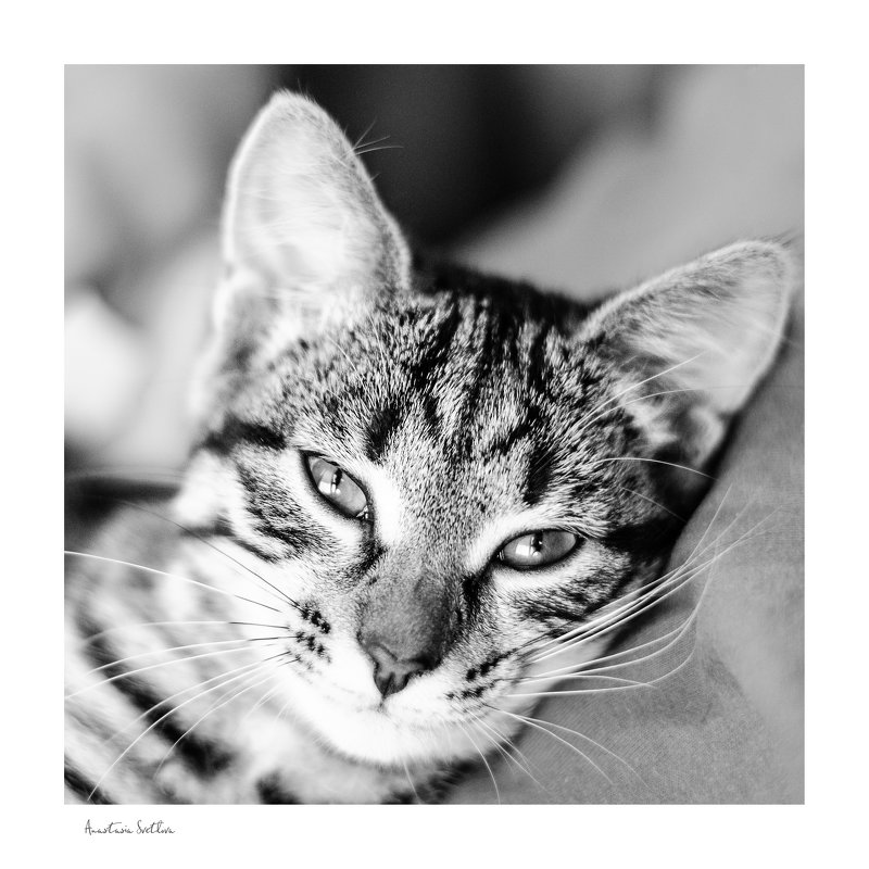 Фотогеничность по-кошачьи - Анастасия Светлова