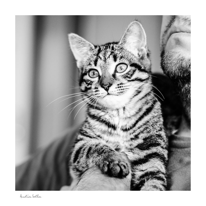 Фотогеничность по-кошачьи - Анастасия Светлова
