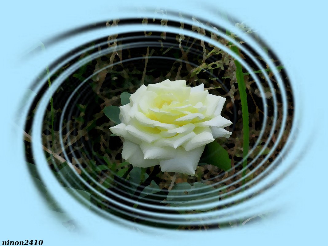 Белая роза - Нина Бутко