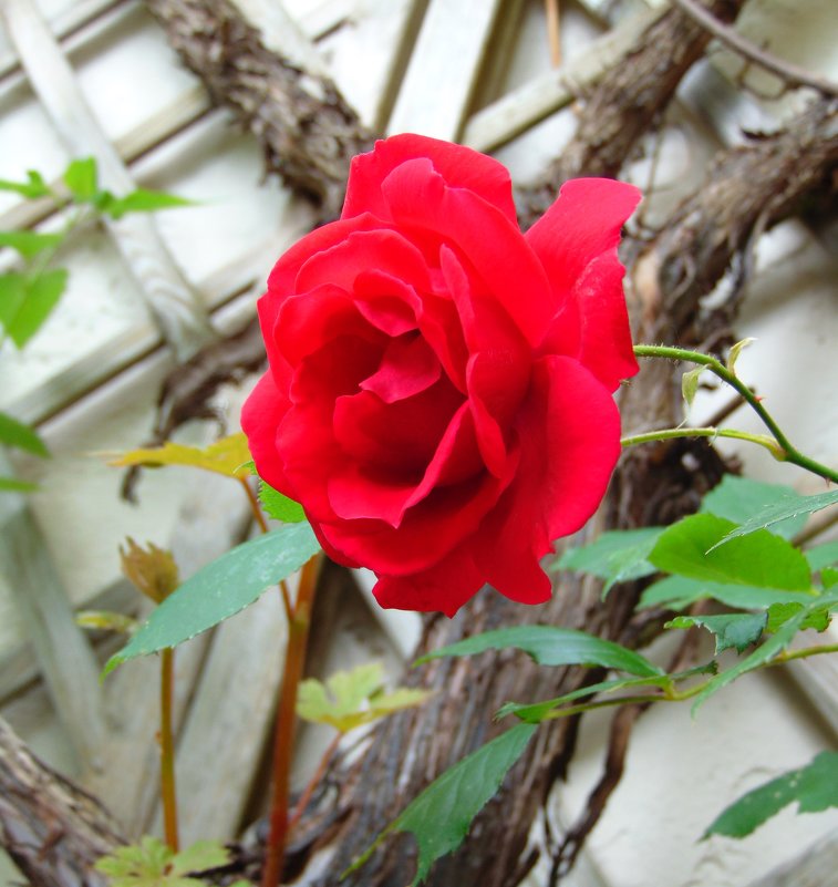 Красная роза - spm62 Baiakhcheva Svetlana