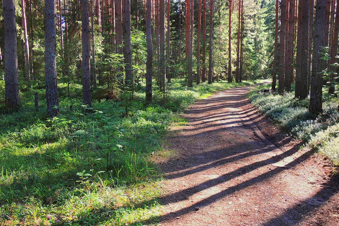 Гуляя по летнему лесу.... - Павлова Татьяна Павлова