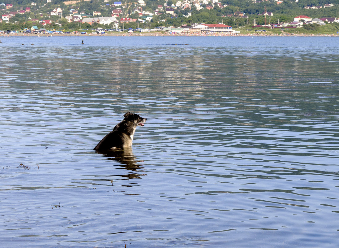 лето... даже собакам хочется в море - Елена 