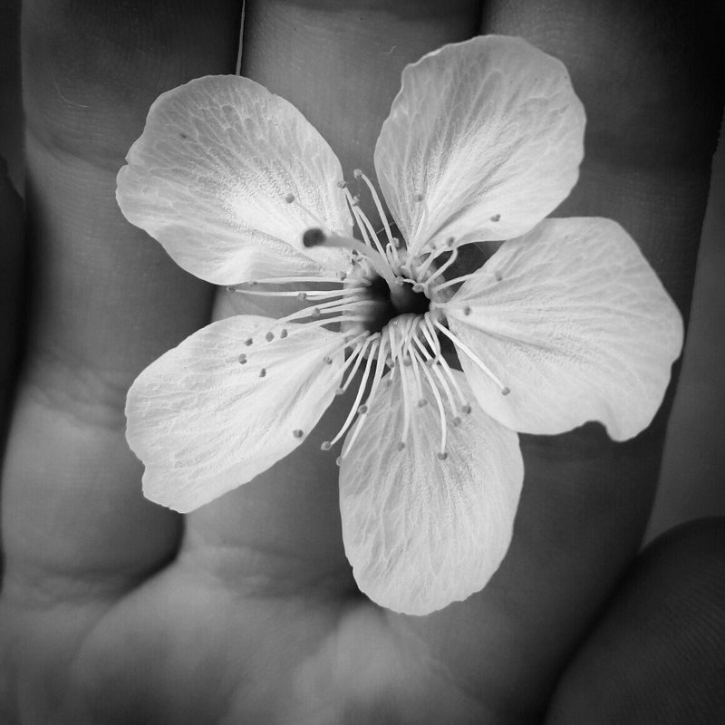 Яблонька подарила мне свой цветочек - Катерина Клаура