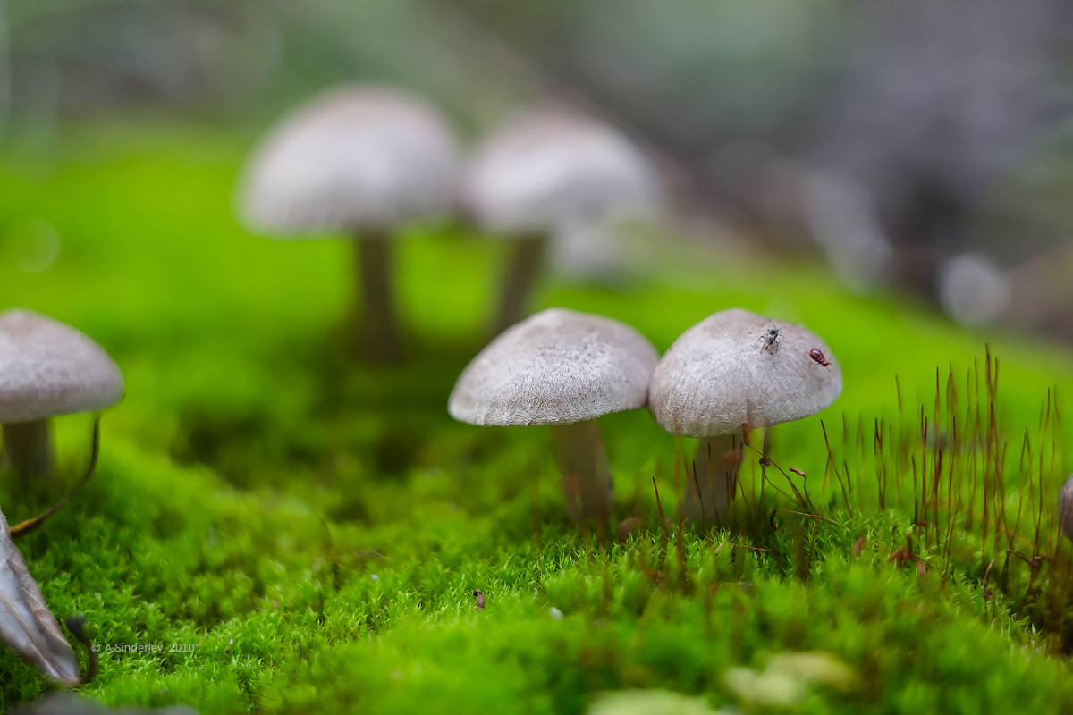 Букашки и грибы - Александр Синдерёв