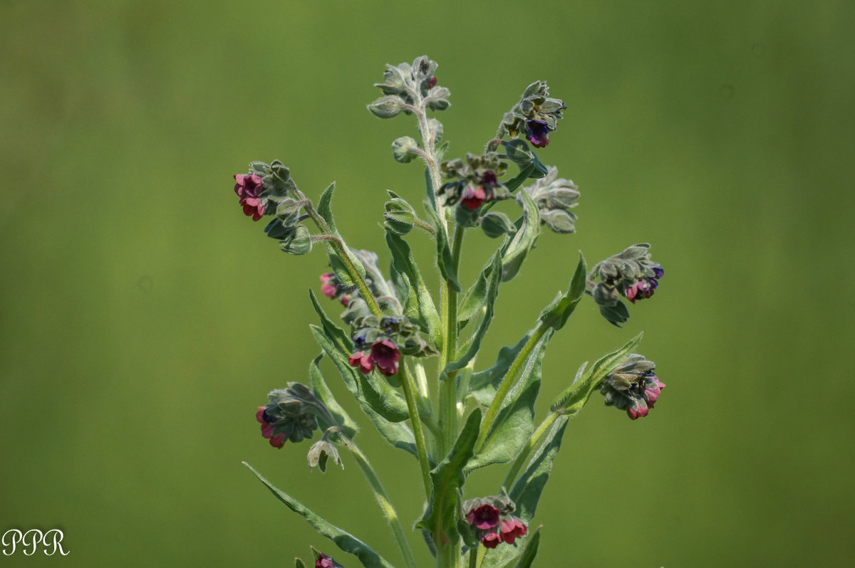 Pulmonaria angustifolia L. — Медуница узколистная. - Павел Руденко