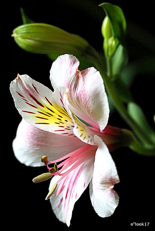 красота одного цветка - Олег Лукьянов