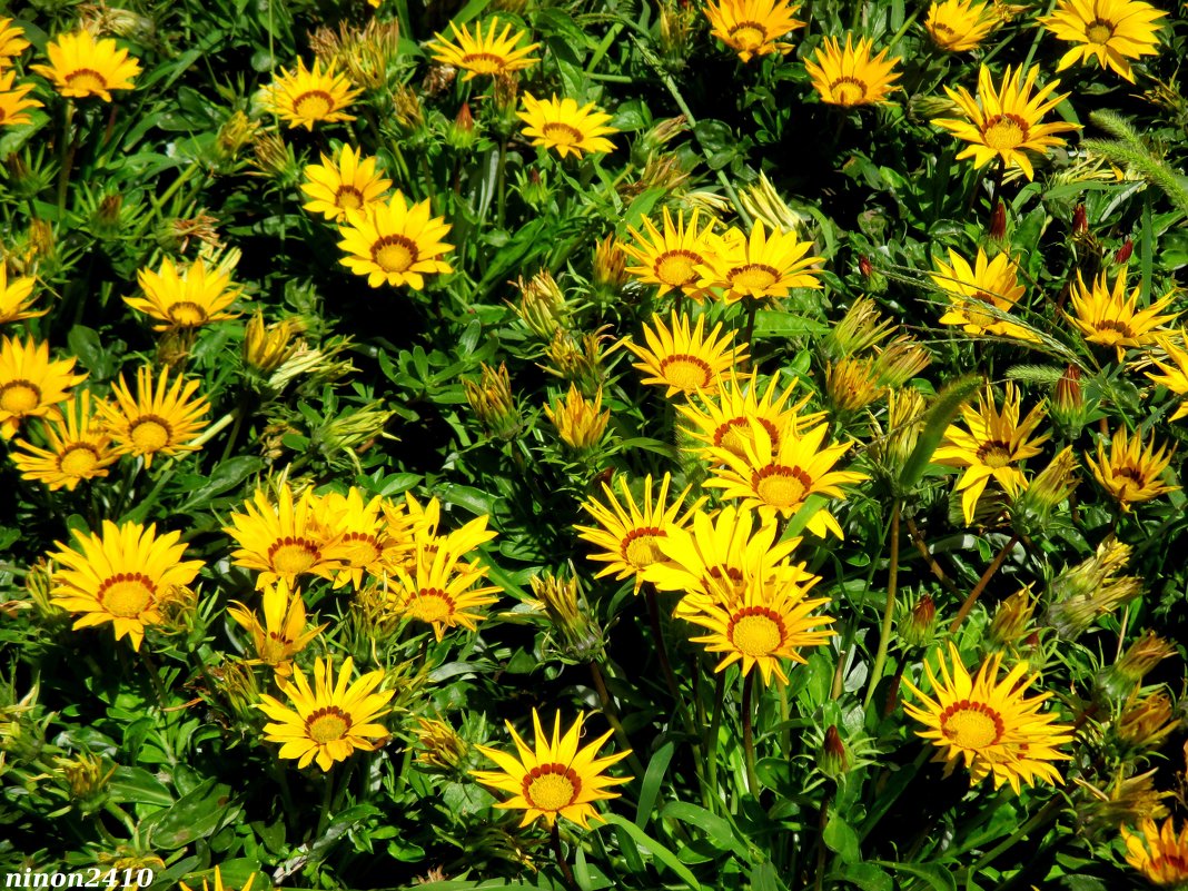 Гацания - солнечные цветы - Нина Бутко
