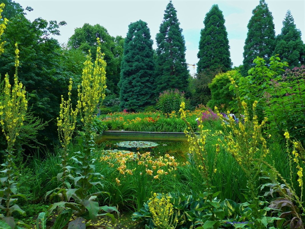 Planten un Blomen. Hamburg - Nina Yudicheva