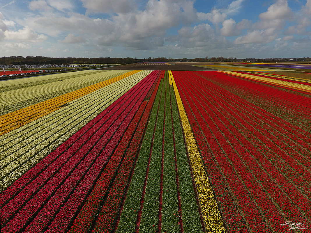 Keukenhof  !! - egis kunigiskis