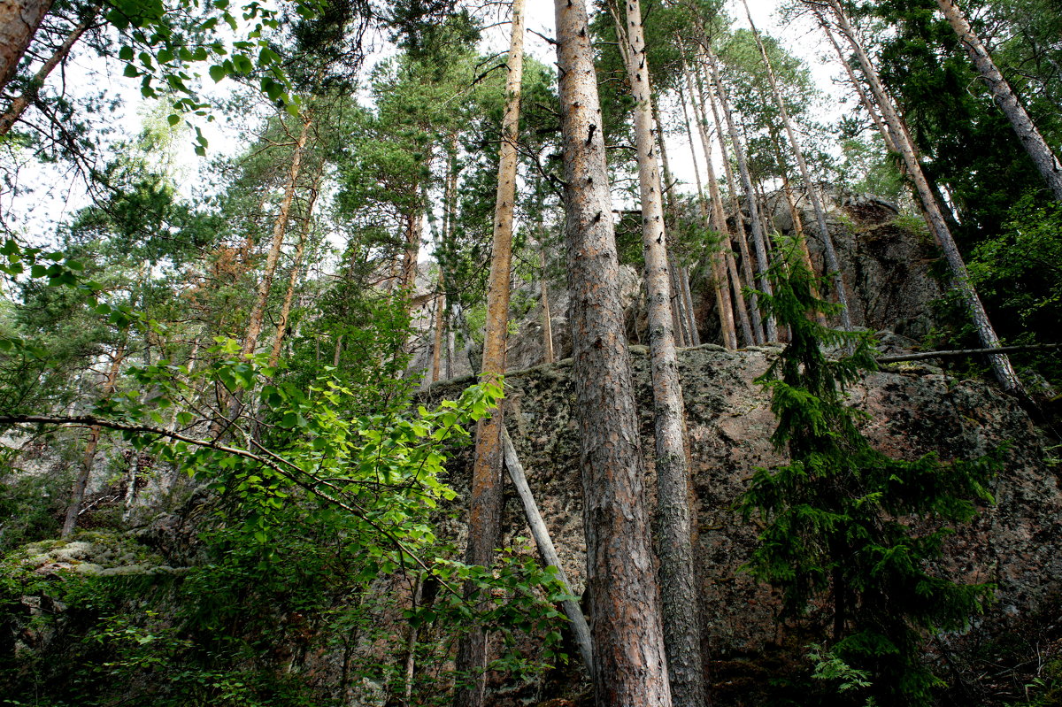 Национальный парк «Реповеси». Вид с деревянной лестницы Катаявуори - Елена Павлова (Смолова)