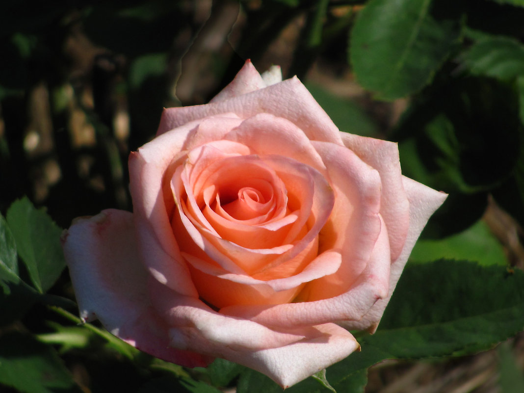 Роза чайно-гибридная Ангажемент
