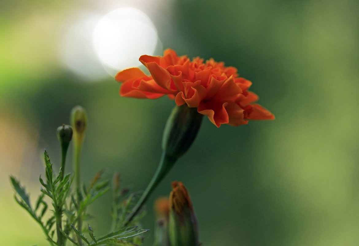 цветок бархатца - оксана 